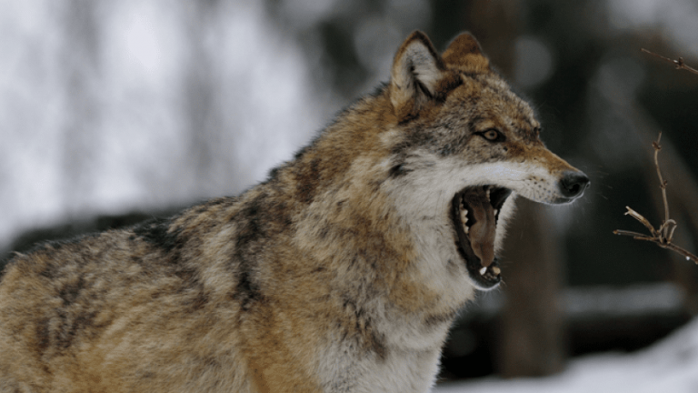 Mountain Men has returned to BLAZE weeknights at 10pm, and the threat of the wild is once again attempting to devour the boys.